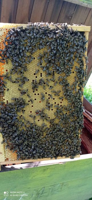 Продам бджолопакети 2024