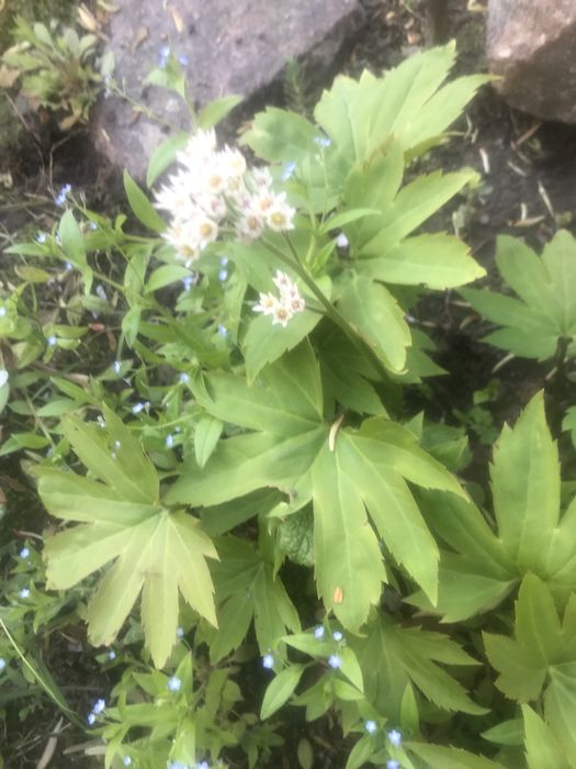 Многолетние цветы и кустарники.  Мордовник   Эпимедиум. Физостегия.  .