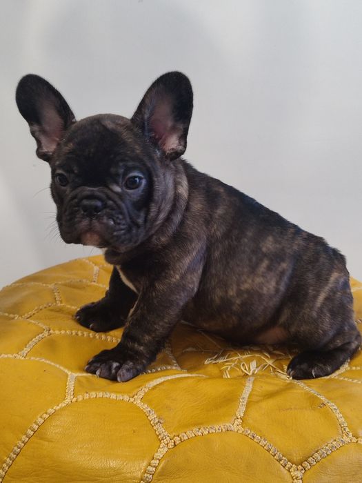 Цуценя французького бульдога