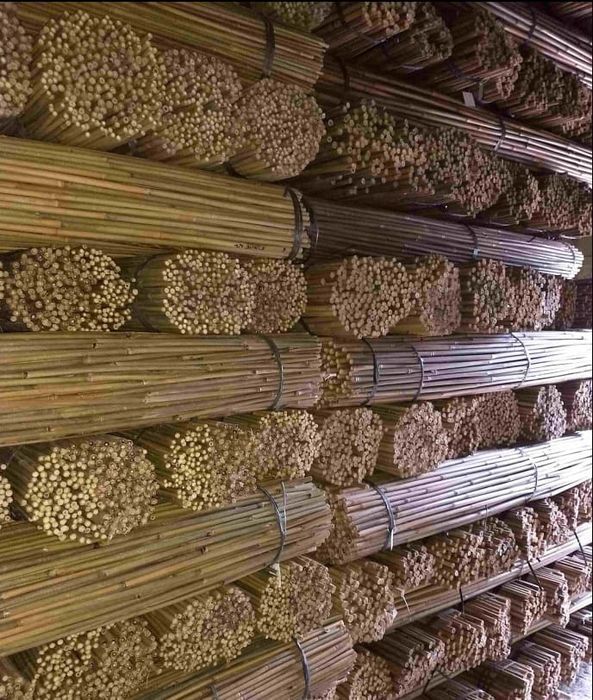 Tyczki Bambusowe 240 Cm 24/26  mm /50 Szt/