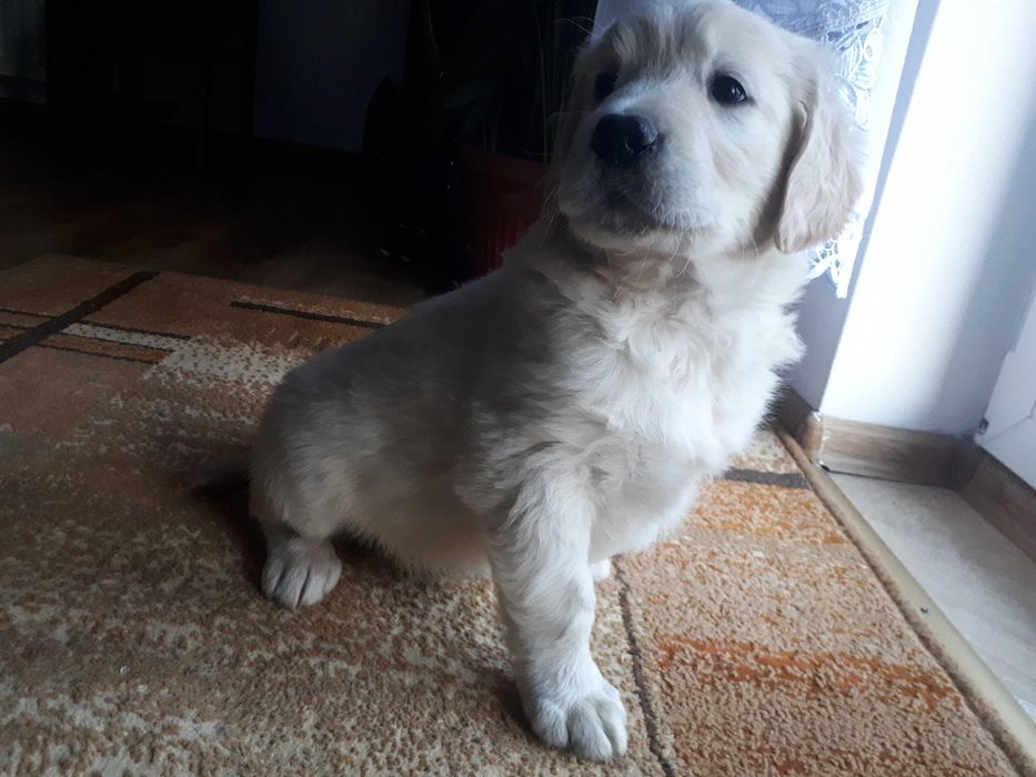 Golden Retriever z Rodowodem