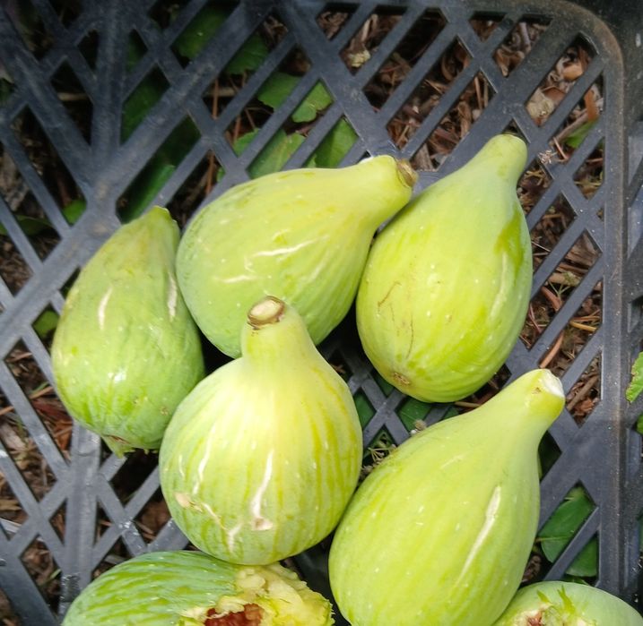 figueira e nespereira