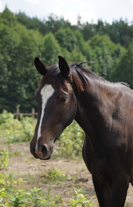 Wałaszek prawie 2 letni dotacyjny wielkopolski