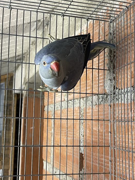 Ringneck Esmeralda * VENDA URGENTE*