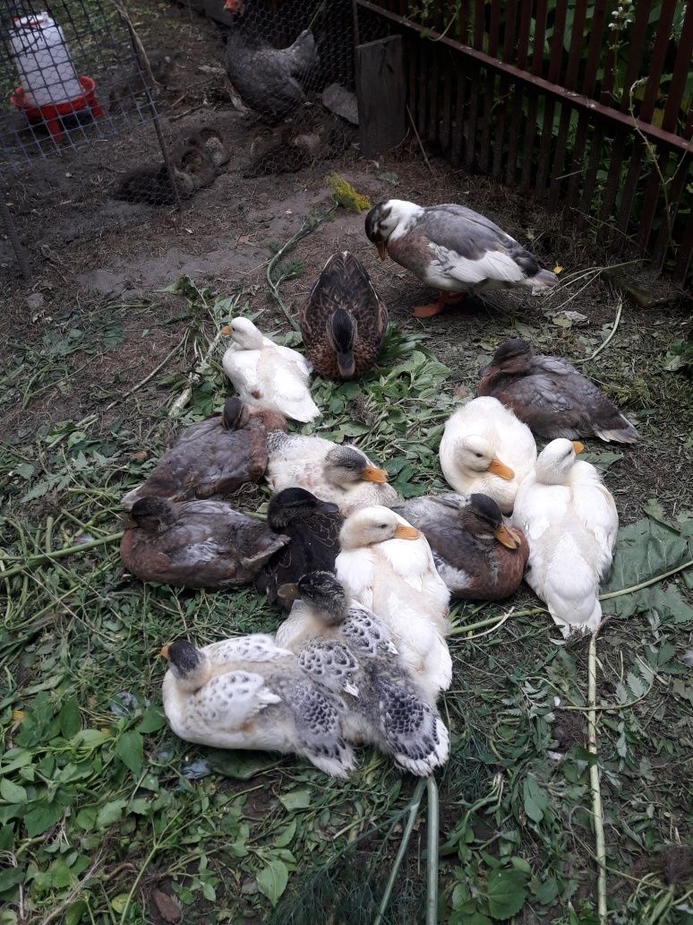 Kaczki Call duck
