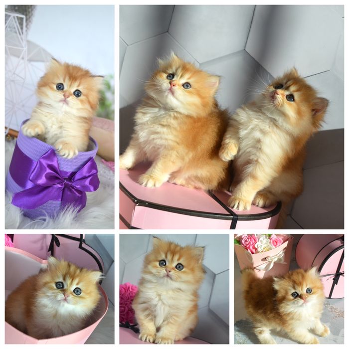 Британські котята золота шиншила