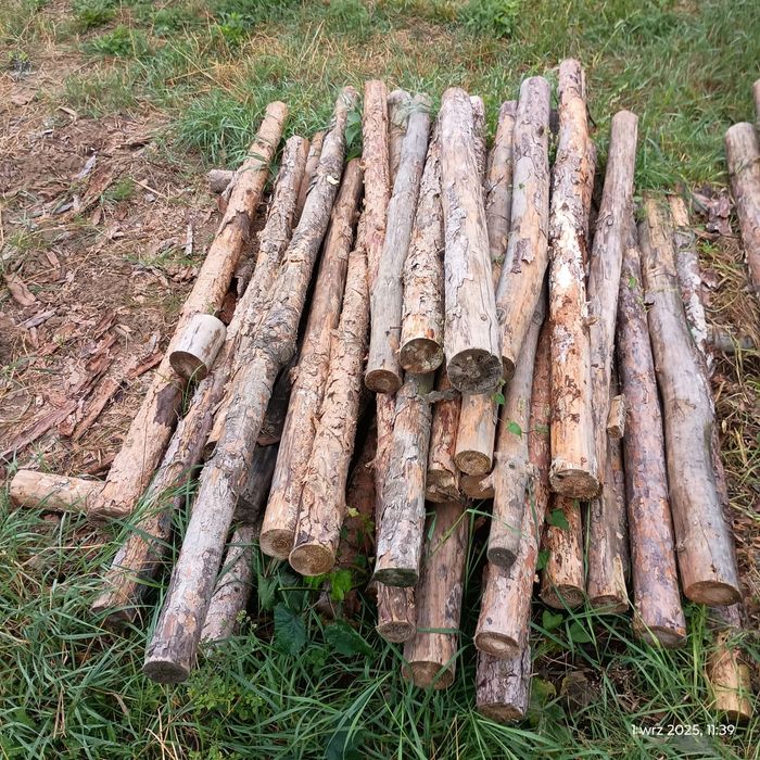 Drzewo sosnowe suche