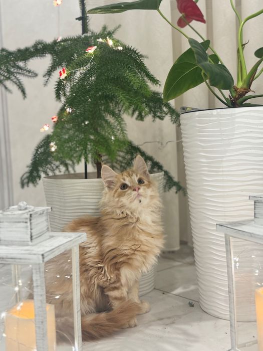 Кошенята Мейн кун