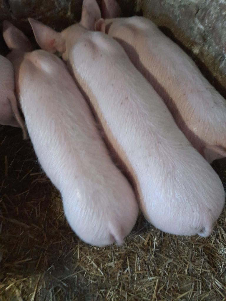 Продам Поросята 6-9тиждні