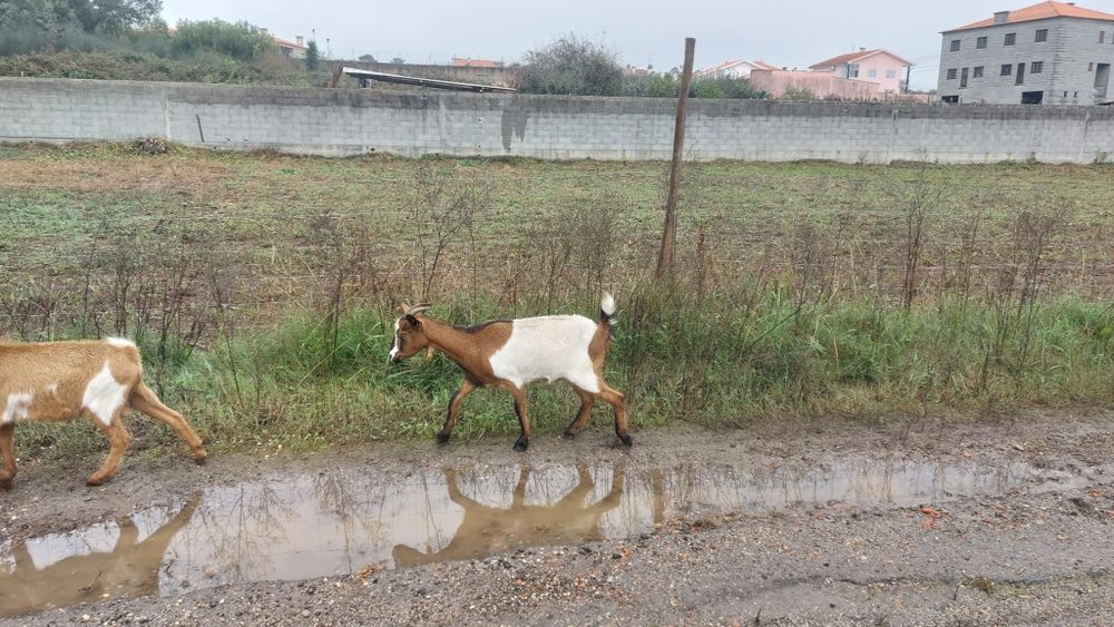 Vende se cabras e chibos