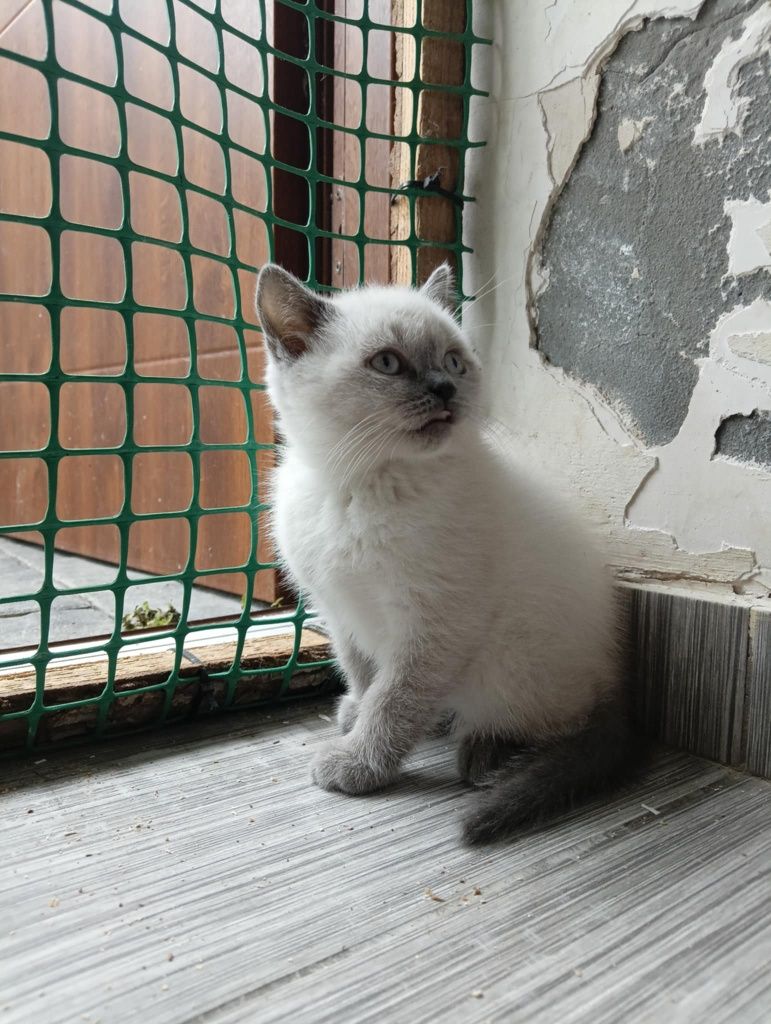 Kot brytyjski kocurek