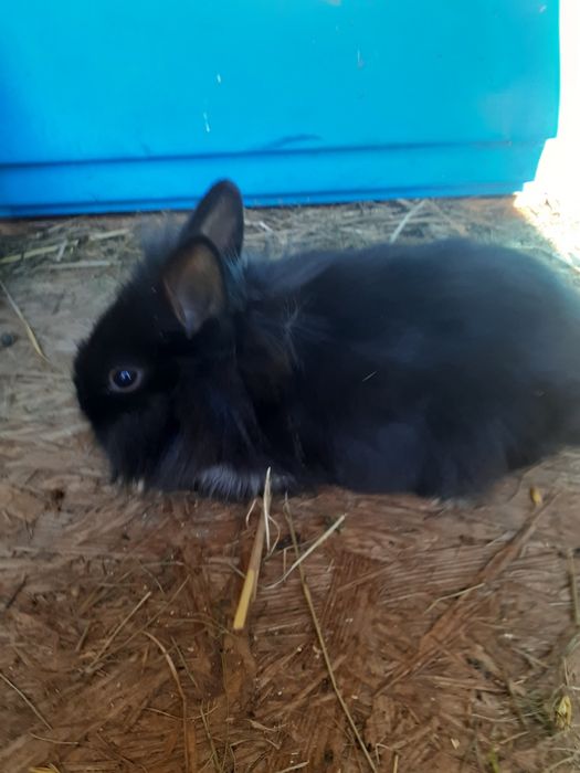 Króliki miniaturki i baranki