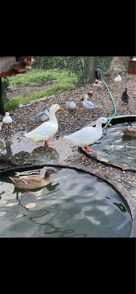 Patos de Pequim adultos