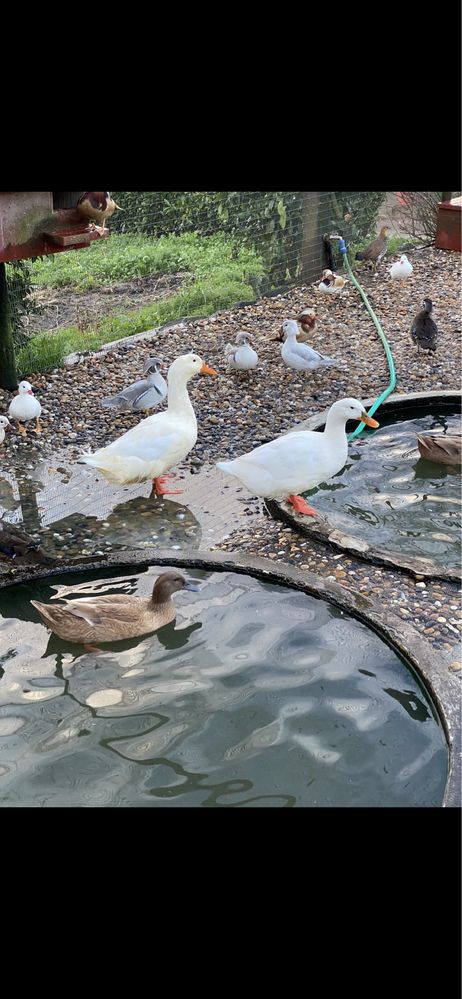 Patos de Pequim adultos