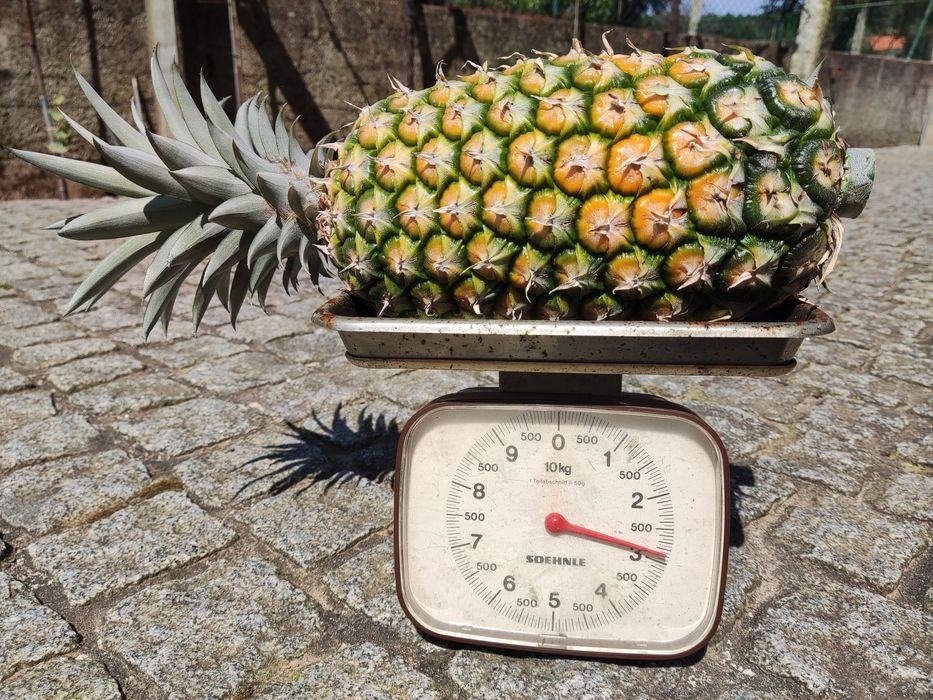 Planta do abacaxi comum (Ananas comosus)