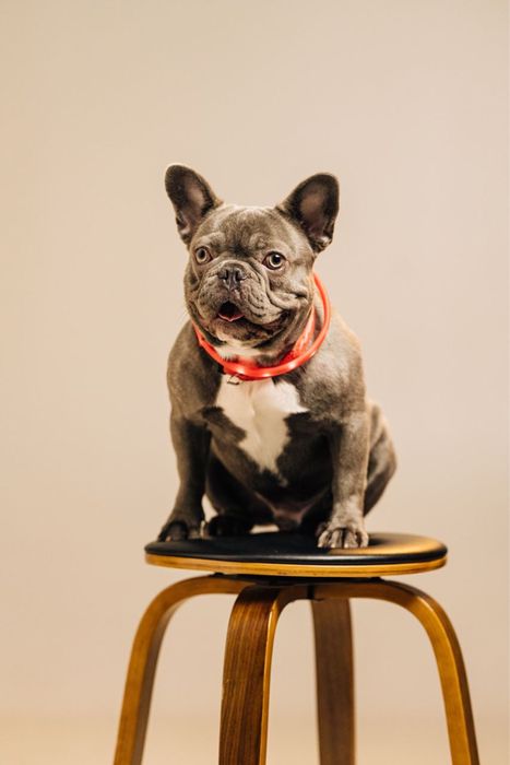 Французський бульдог Вязка. Хлопчик