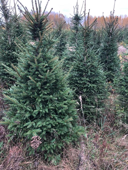 Świerk pospolity-plantacja