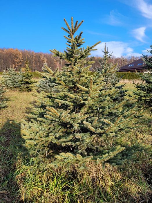 Choinki bożonarodzeniowe