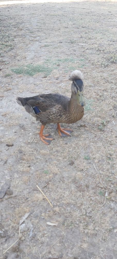 Casal de Patos Pompom