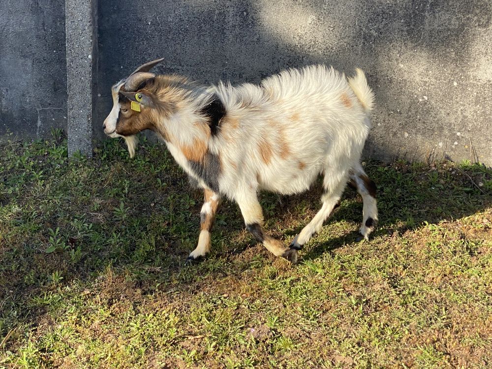 Cabrito anão bom reprodutor