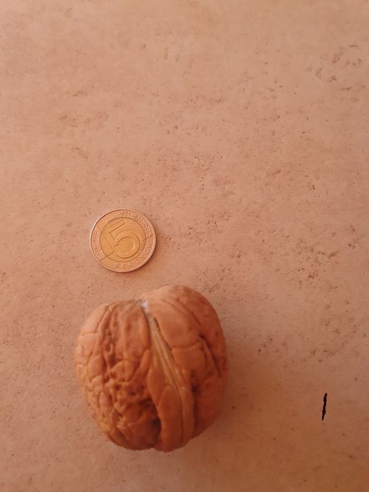 Orzechy jacki świeże 4 kg