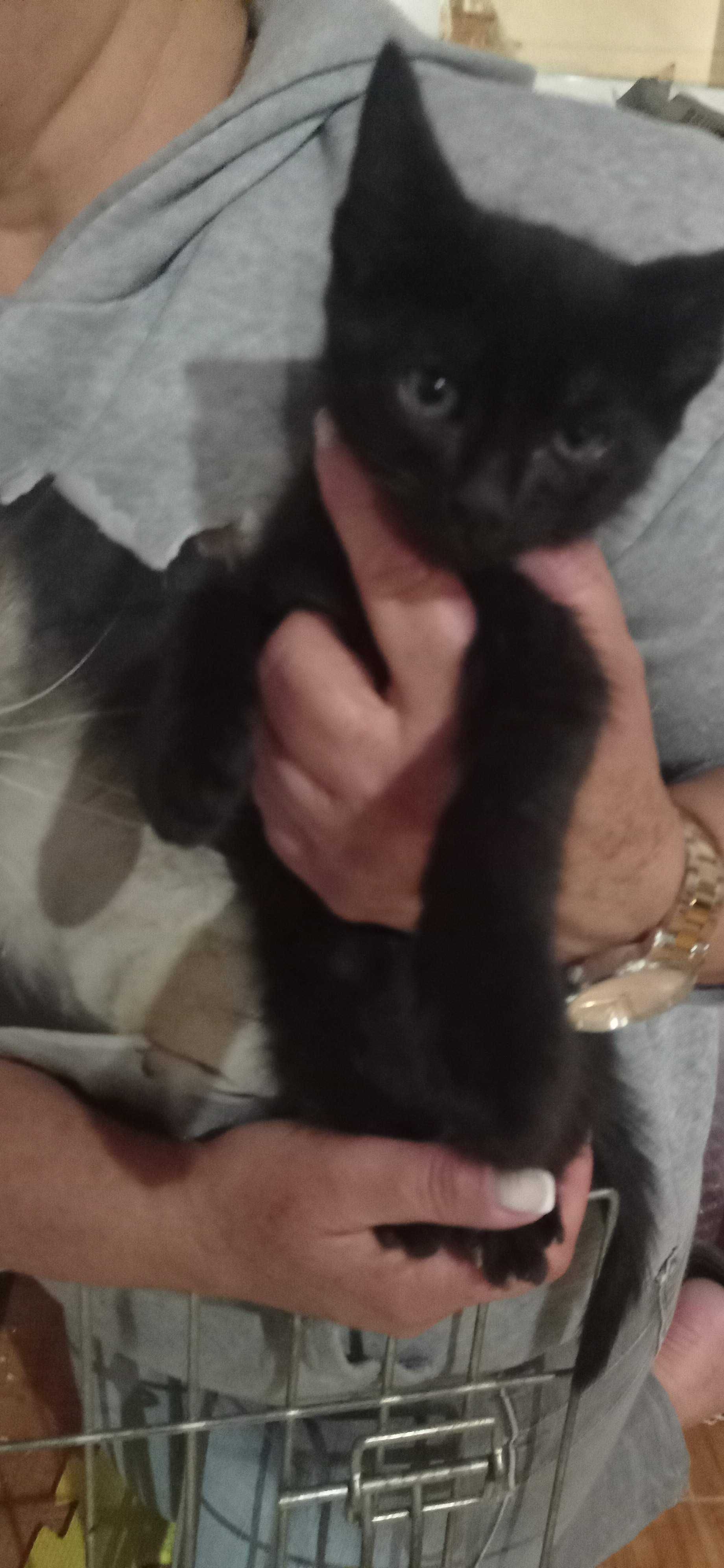 Gatinhos para adoção