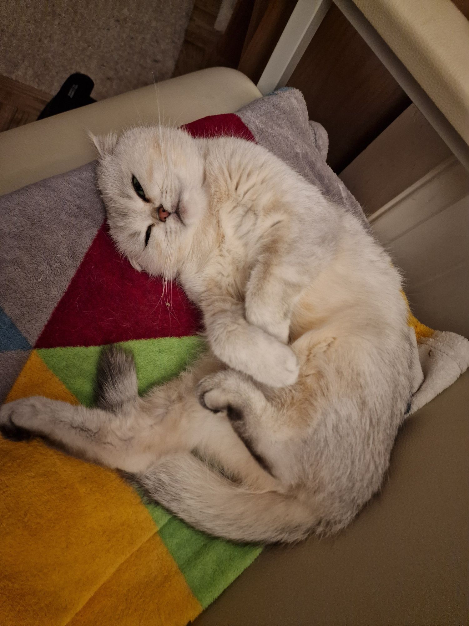 Scottish fold fêmea
