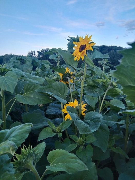 Słonecznik ozdobny, kwiaty
