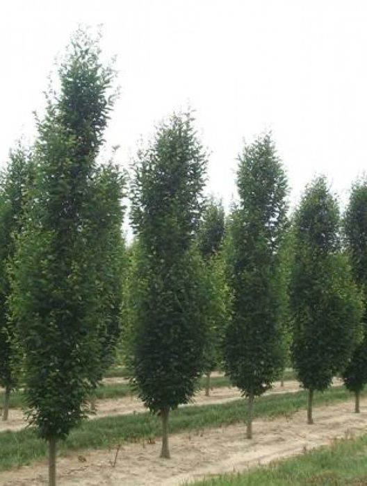 GRAB Pospolity FASTIGIATA 10-12