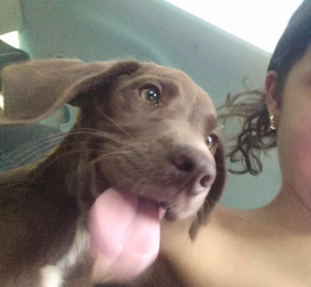 Filhotes de labrador para adoção responsável
