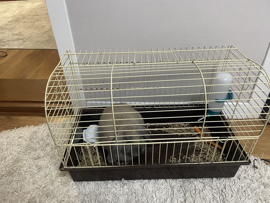 Декоративний кролик