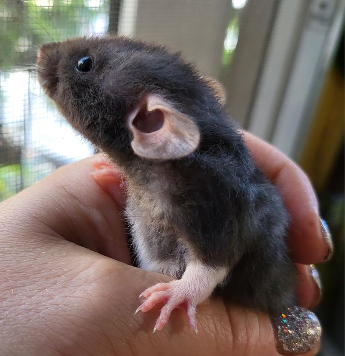 Срочно! Щурята рекс, дамбо рекс і дабл-рекс від 100 грн