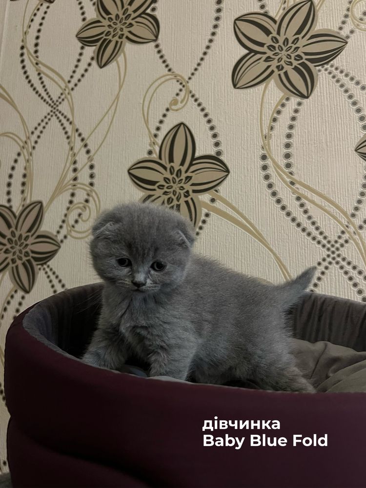 Шотландські кошенята преміум-класу
