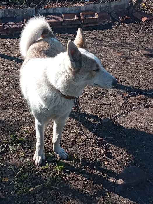 Продам ЗСЛ Сука 18 грудня буде рік за всіма питаннями пешить з воніть