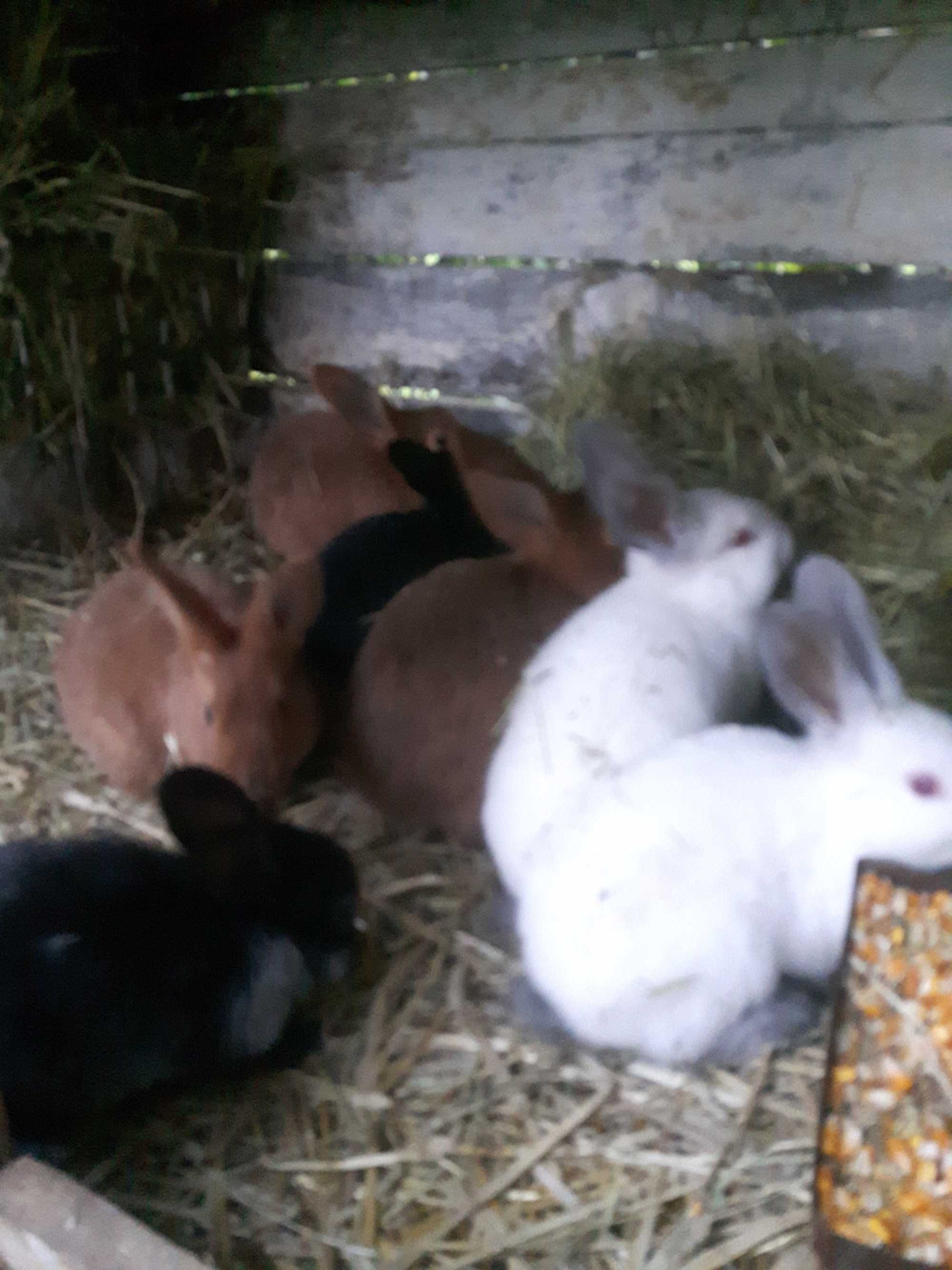 Młode  króliki  różne razy