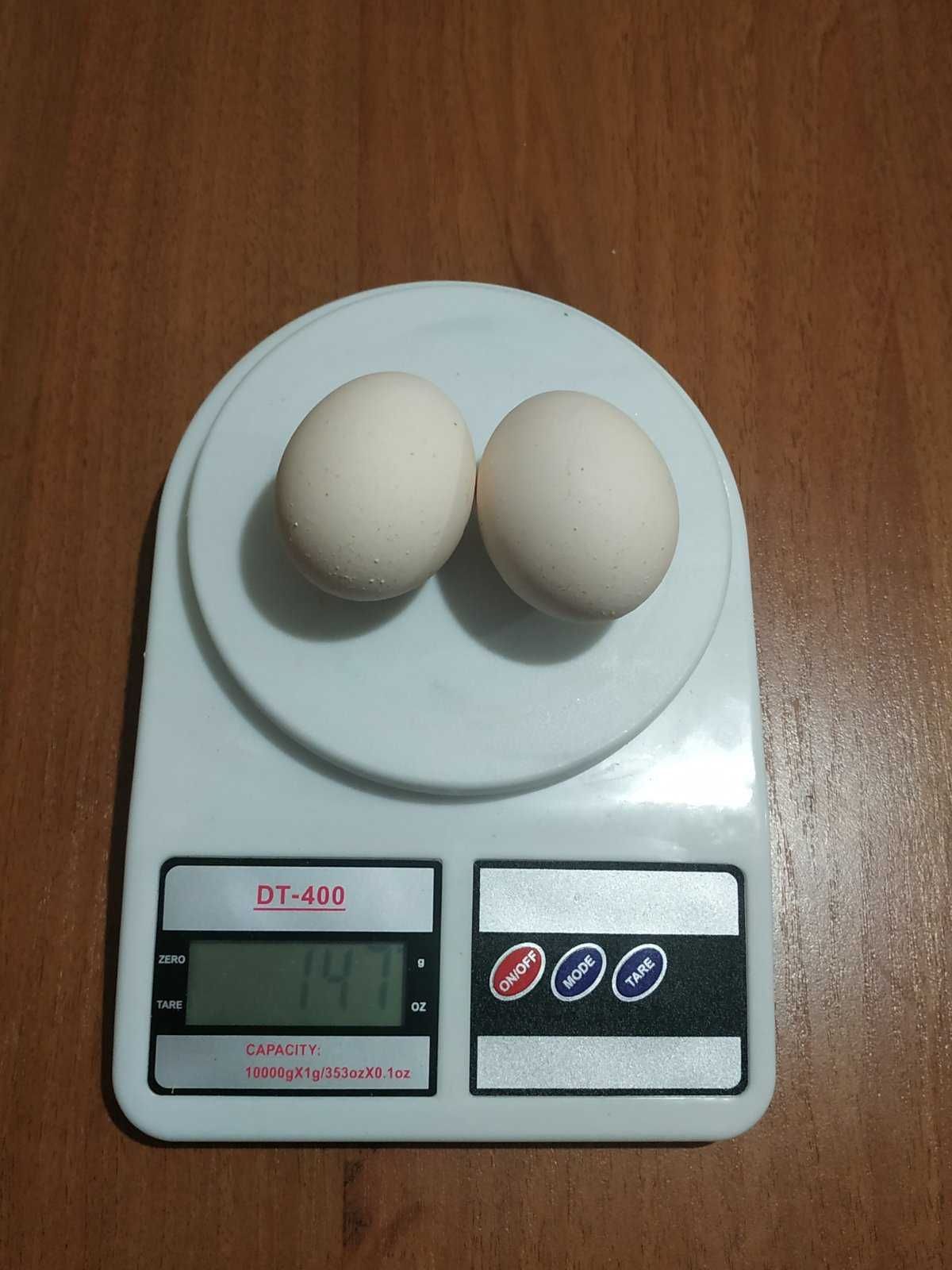 Кури породи Барбез'є - інкубаційне яйце.