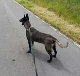 Owczarek belgijski malinois fci suczka