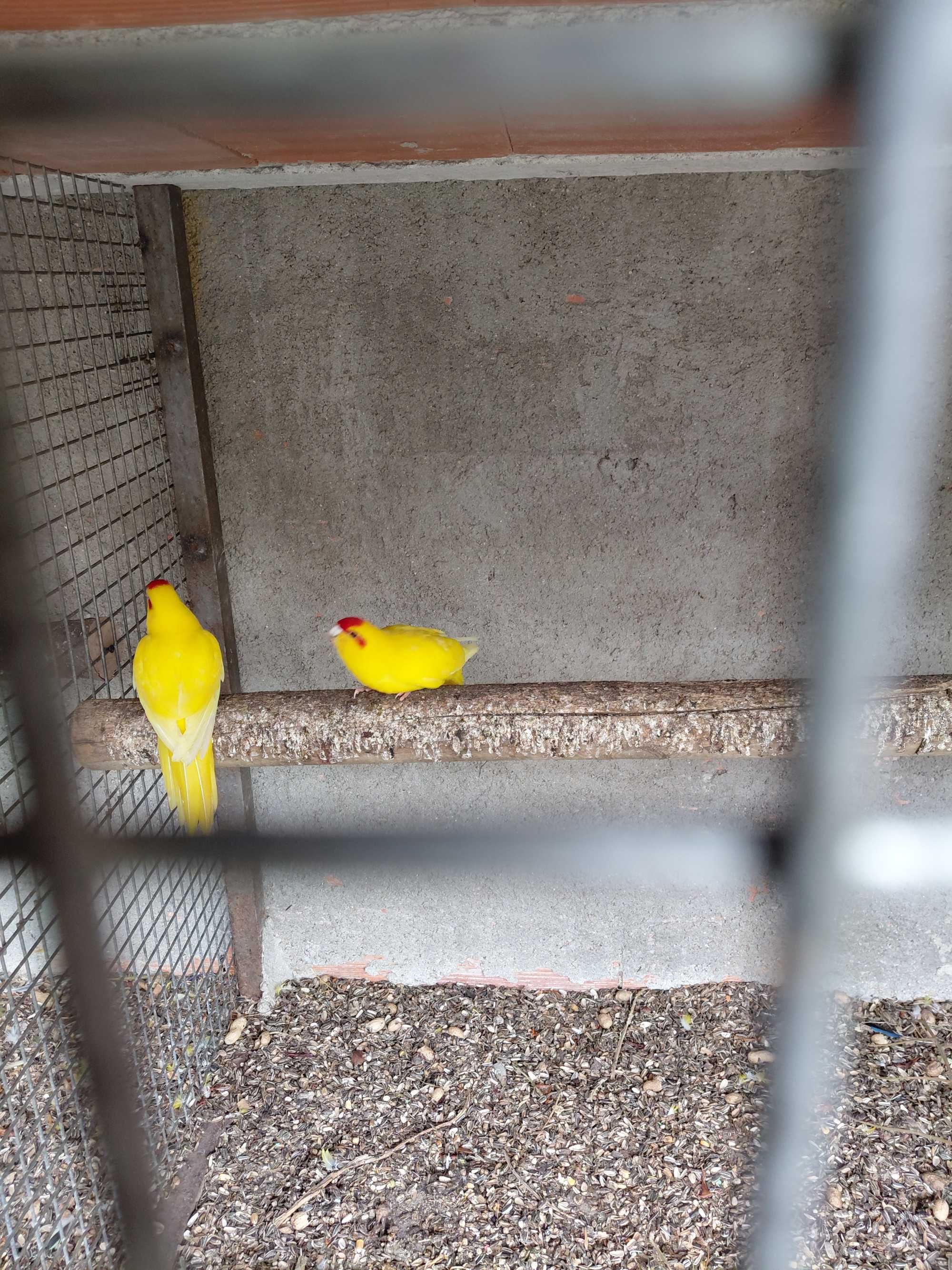 Aves barros da silva