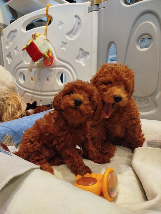 Pudel miniaturowy ciemny Red