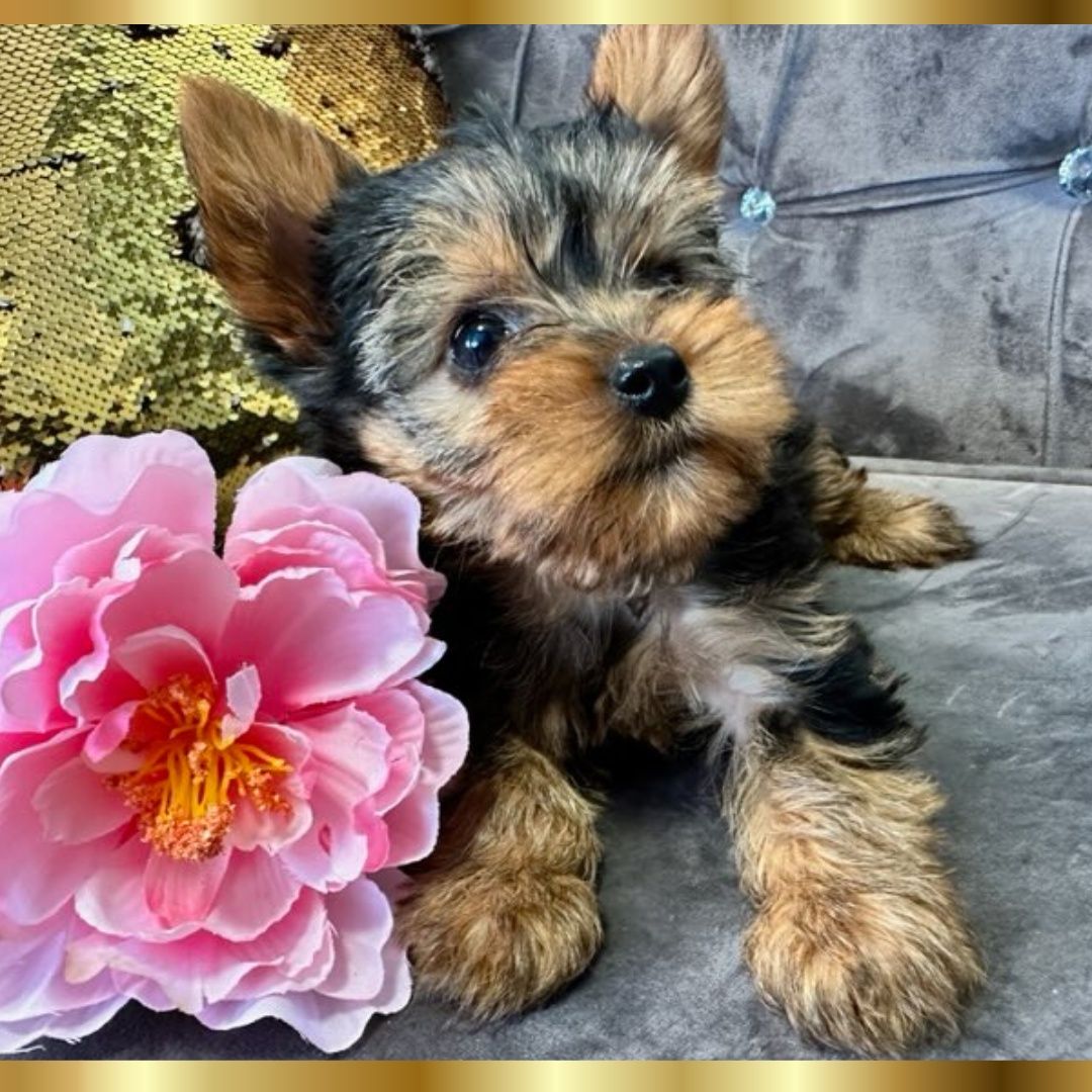 Piesek York terrier piesek