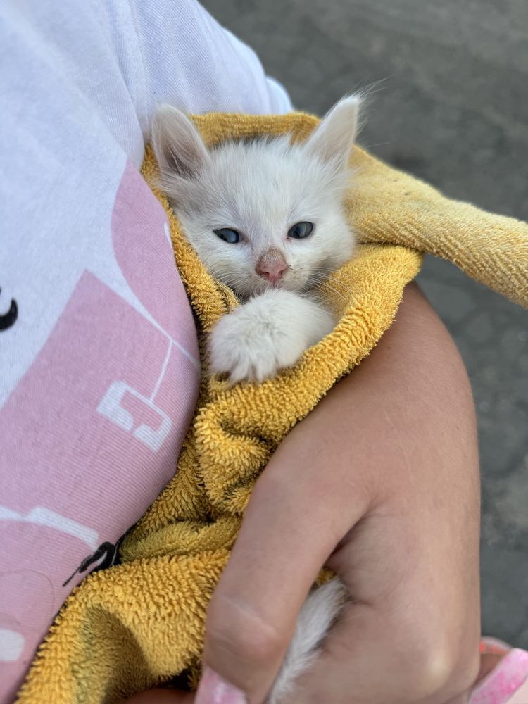 Віддам котика чи кицю