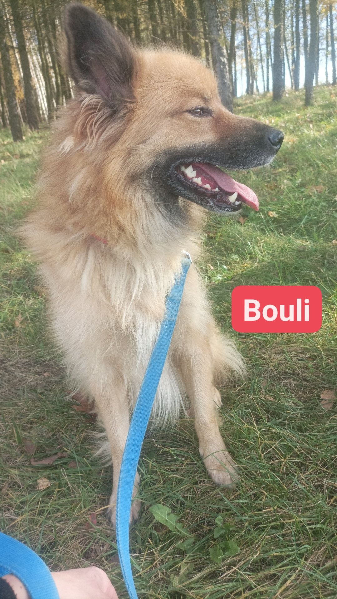 Bouli - piękny pies pilnie potrzebuje domu