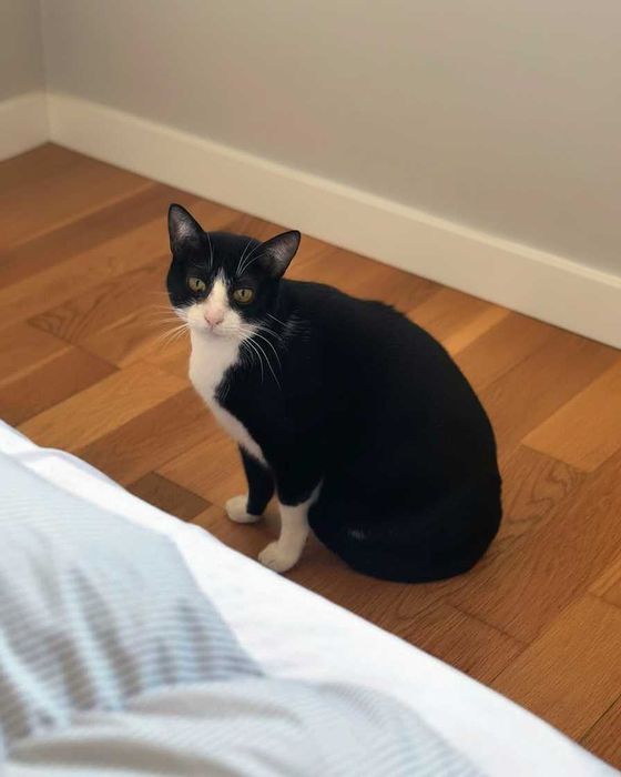Setúbal / Margem Sul / Lisboa — PATTY, gatinha para adoção