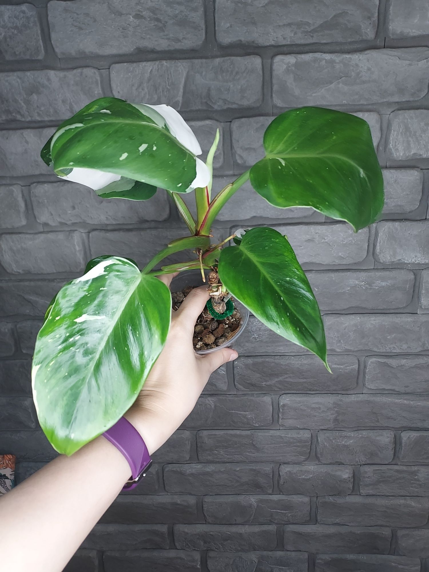 Philodendron White Princess