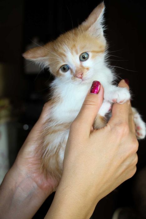 Кошеня, маленький котик, янголятко Абрикос додому!!!