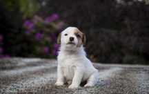 Jack Russell Terrier ZKwP FCI piesek gotowy do odbioru