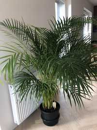 Palma Chrysolidocarpus lutescens Złotowiec Areka Areca