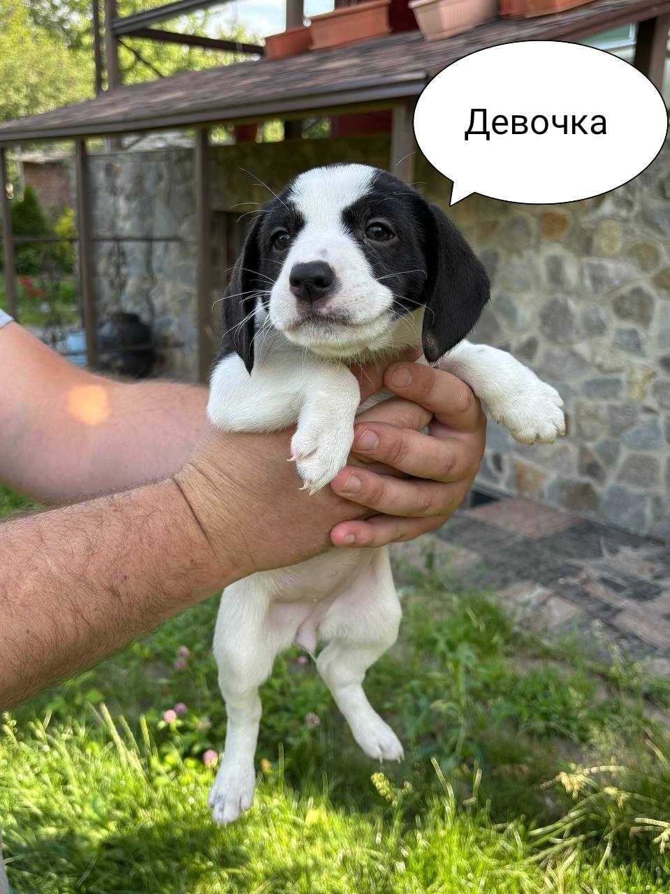 Щенки в добрые руки