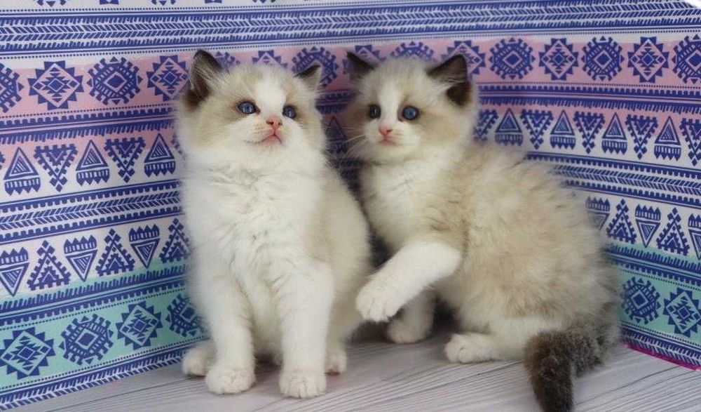 Дивовижні кошенята породи регдолл