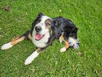 Oddam 2 suczki rasy Border Collie